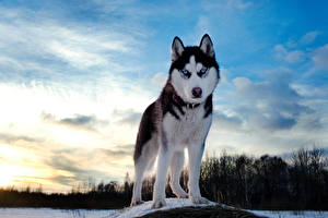 Bilder Hunde Siberian Husky Tiere