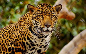 Bureaubladachtergronden Pantherinae Jaguar