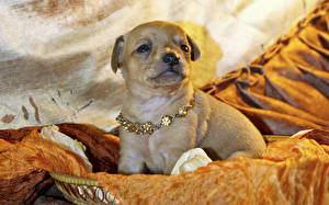 Sfondi desktop Cane Chihuahua Cucciolo Animali