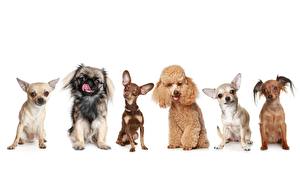 Bureaubladachtergronden Hond Chihuahua Franse poedel Dieren