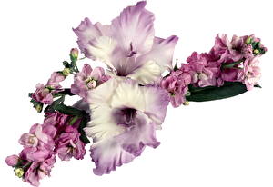 Image Gladioluses