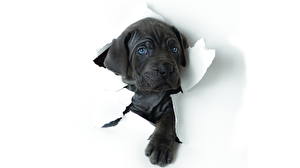 Wallpapers Dog Cane Corso Puppy animal