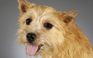 Tapety na pulpit Pies domowy Norwich Terrier
