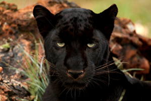 Hintergrundbilder Große Katze Schwarzer Panther