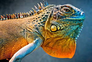 Hintergrundbilder Reptilien Tiere