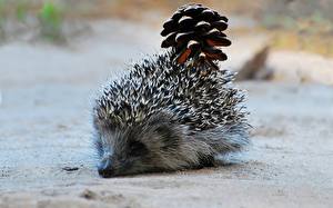 Image Hedgehogs  animal
