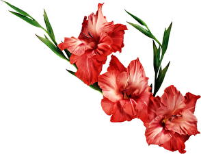 Papel de Parede Desktop Gladioluses