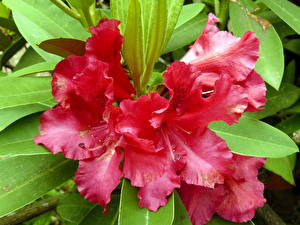 Bureaubladachtergronden Rododendron Bloemen