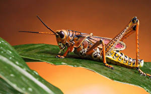 Hintergrundbilder Insekten Heuschrecken ein Tier