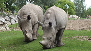 Sfondi desktop Rinoceronti Animali