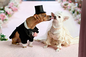 Фотография Собаки Чихуахуа собачья свадьба