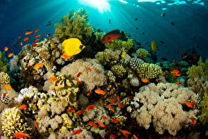 Fonds d'écran Monde sous-marin Corail un animal