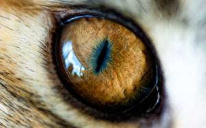 Картинка Глаза Глаз кошки