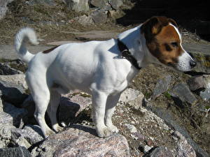 Fotos Hunde Jack Russell Terrier Tiere
