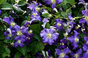 Image Clematis Flowers