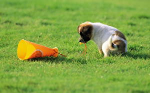 Sfondi desktop Cane Jack Russell Terrier Cagnolino  Animali