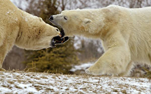 Wallpapers Bear Polar bears Animals