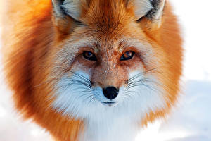 Pictures Foxes animal