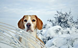 Bureaubladachtergronden Honden Beagle een dier