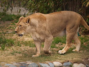 Bureaubladachtergronden Pantherinae Leeuwen De leeuwin