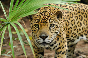 Photo Big cats Jaguars animal