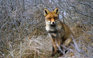 Desktop wallpapers Foxes Animals