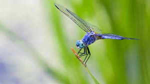 Wallpaper Insects Dragonflies