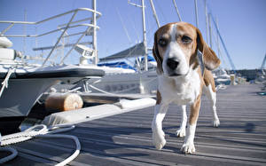 Sfondi desktop Cani Beagle Animali