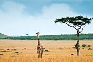 Hintergrundbilder Giraffe ein Tier