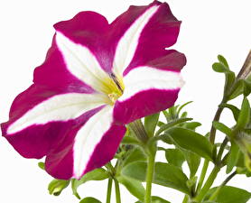 Bakgrunnsbilder Petunia Blomster