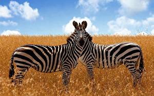Bureaubladachtergronden Zebra Dieren