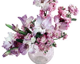 Bakgrunnsbilder Gladiolus Blomster