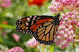 Bureaubladachtergronden Insecten Vlinders Monarchvlinder Dieren