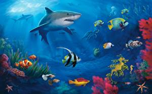 桌面壁纸，，海底世界，鲨鱼，