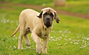 Fotos Hund Dogue de Bordeaux ein Tier