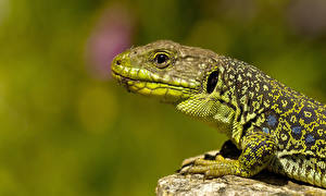 Desktop hintergrundbilder Reptilien ein Tier