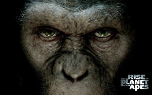 桌面壁纸，，猿人爭霸戰：猩凶革命，電影