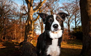 Tapety na pulpit Pies domowy Border collie