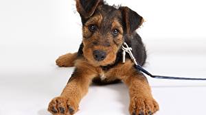 Hintergrundbilder Hund Airedale Terrier Welpe ein Tier