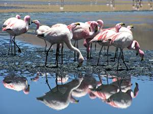 Bakgrundsbilder på skrivbordet Fåglar Flamingo