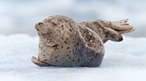 Wallpaper Seals Animals