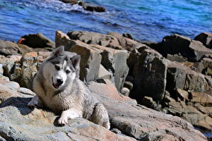 Bilder Hunde Siberian Husky Alaskan Malamute ein Tier