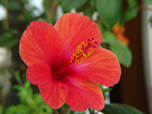 Papel de Parede Desktop Hibiscus flor