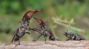Hintergrundbilder Insekten Käfer ein Tier
