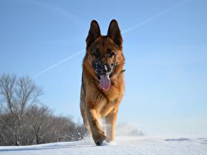 Bureaubladachtergronden Hond Herdershond Sneeuw een dier