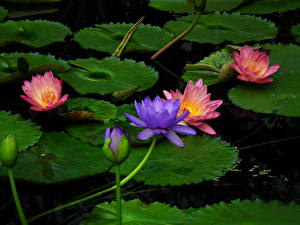 Pictures Water lilies