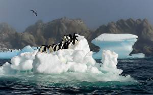 Hintergrundbilder Pinguin