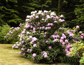 Bakgrunnsbilder Rhododendron  Blomster