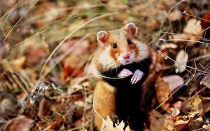 Bilder Nagetiere Hamster ein Tier