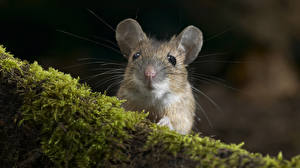 Picture Rodents Mice Animals